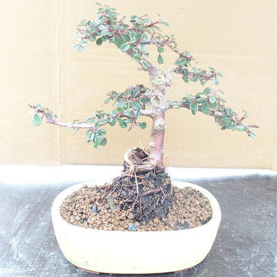 Outdoor bonsai-Cotoneaster horizontalis-Cotoneaster