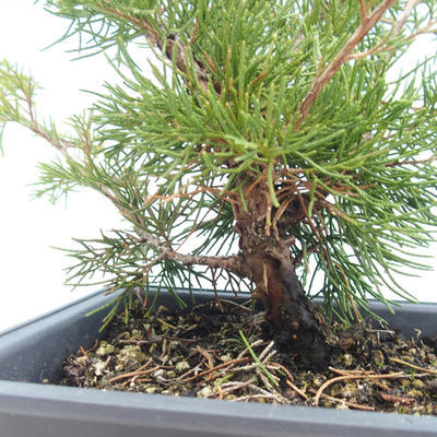 Outdoor bonsai - Juniperus chinensis Itoigawa-chiński jałowiec VB2019-261000 - 2