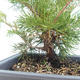Outdoor bonsai - Juniperus chinensis Itoigawa-chiński jałowiec VB2019-261000 - 2/2