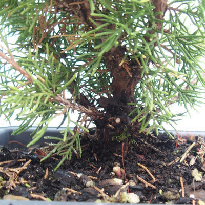 Outdoor bonsai - Juniperus chinensis Itoigawa-chiński jałowiec VB2019-261002 - 2