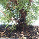 Outdoor bonsai - Juniperus chinensis Itoigawa-chiński jałowiec VB2019-261002 - 2/2