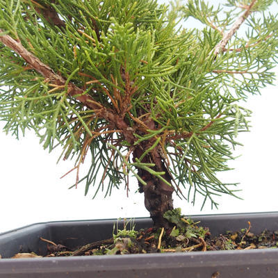 Outdoor bonsai - Juniperus chinensis Itoigawa-chiński jałowiec VB2019-261004 - 2
