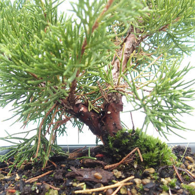 Outdoor bonsai - Juniperus chinensis Itoigawa-chiński jałowiec VB2019-261005 - 2