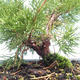 Outdoor bonsai - Juniperus chinensis Itoigawa-chiński jałowiec VB2019-261005 - 2/2
