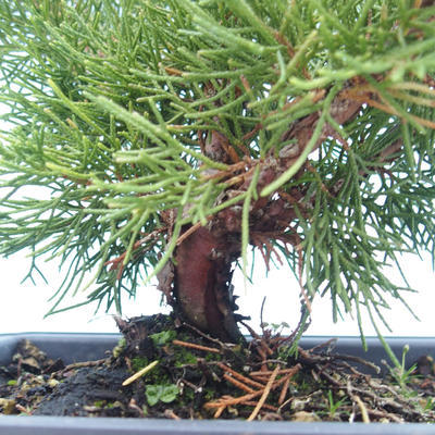 Outdoor bonsai - Juniperus chinensis Itoigawa-chiński jałowiec VB2019-261006 - 2