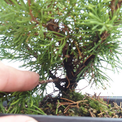Outdoor bonsai - Juniperus chinensis Itoigawa-chiński jałowiec VB2019-261007 - 2