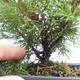 Outdoor bonsai - Juniperus chinensis Itoigawa-chiński jałowiec VB2019-261007 - 2/2