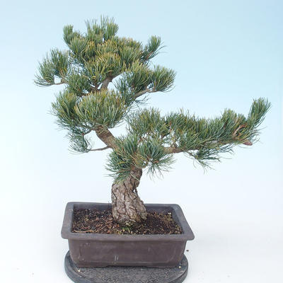 Pinus parviflora - Sosna drobnokwiatowa VB2020-130 - 2
