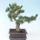 Pinus parviflora - Sosna drobnokwiatowa VB2020-130 - 2/3