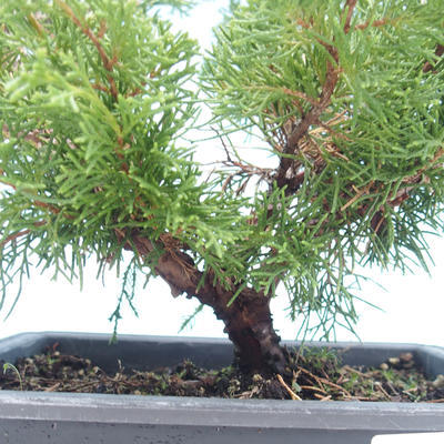 Outdoor bonsai - Juniperus chinensis Itoigawa-chiński jałowiec VB2019-261001 - 2