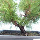 Outdoor bonsai - Juniperus chinensis Itoigawa-chiński jałowiec VB2019-261001 - 2/2