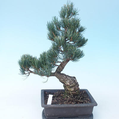 Pinus parviflora - Sosna drobnokwiatowa VB2020-118 - 2