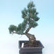 Pinus parviflora - Sosna drobnokwiatowa VB2020-118 - 2/3