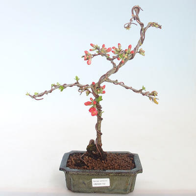 Outdoor bonsai - spec Chaenomeles. Rubra - Pigwa VB2020-142 - 2