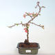 Outdoor bonsai - spec Chaenomeles. Rubra - Pigwa VB2020-142 - 2/3