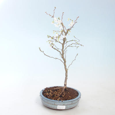 Outdoor bonsai - Prunus in Kojonno mai-Slivio - Śliwka VB2020-157 - 2