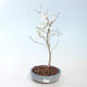 Outdoor bonsai - Prunus in Kojonno mai-Slivio - Śliwka VB2020-157 - 2/2