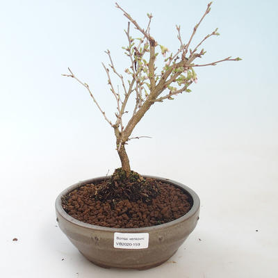 Outdoor bonsai - Prunus in Kojonno mai-Slivio - Śliwka VB2020-159 - 2