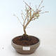 Outdoor bonsai - Prunus in Kojonno mai-Slivio - Śliwka VB2020-159 - 2/2