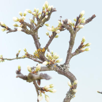 Outdoor bonsai - Prunus spinosa - Tarnina - 2
