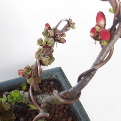 Outdoor bonsai - spec Chaenomeles. Rubra - Pigwa VB2020-144 - 2