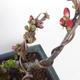 Outdoor bonsai - spec Chaenomeles. Rubra - Pigwa VB2020-144 - 2/3