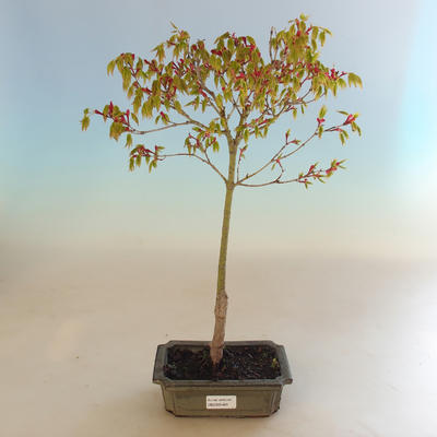 Acer palmatum Aureum - klon japoński VB2020-469 - 2
