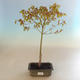 Acer palmatum Aureum - klon japoński VB2020-469 - 2/4