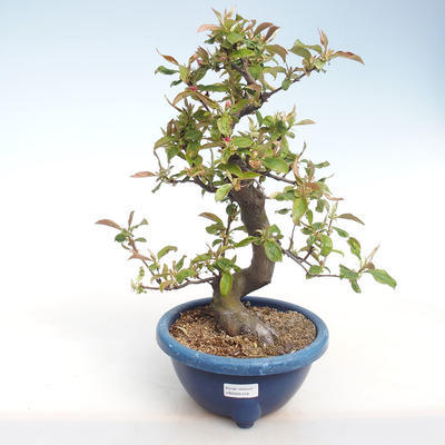 Kryty bonsai - Pseudocydonia sinensis - chińska pigwa VB2020-416 - 2