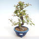 Kryty bonsai - Pseudocydonia sinensis - chińska pigwa VB2020-416 - 2/2