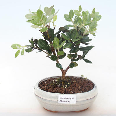 Kryty bonsai - Metrosideros excelsa PB220499 - 2