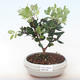 Kryty bonsai - Metrosideros excelsa PB220499 - 2/3