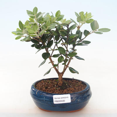 Kryty bonsai - Metrosideros excelsa PB220500 - 2