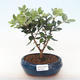 Kryty bonsai - Metrosideros excelsa PB220500 - 2/3