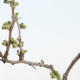 Outdoor Bonsai - sup. Chaenomeles odrzutowy szlak - White Quince VB2020-153 - 2/4