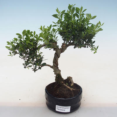 Kryty bonsai - Ilex crenata - Holly PB220559 - 2