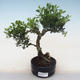 Kryty bonsai - Ilex crenata - Holly PB220559 - 2/2