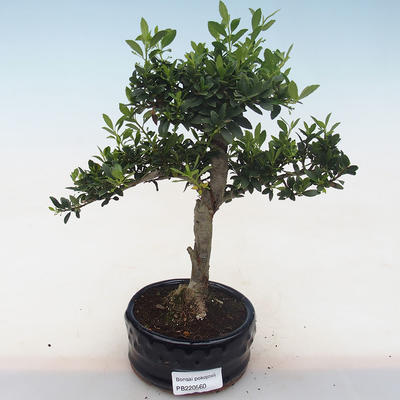 Kryty bonsai - Ilex crenata - Holly PB220560 - 2