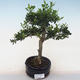Kryty bonsai - Ilex crenata - Holly PB220560 - 2/2