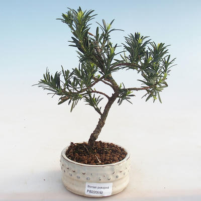Kryty bonsai - Podocarpus - Cis kamienny PB220592 - 2