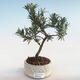 Kryty bonsai - Podocarpus - Cis kamienny PB220592 - 2/2
