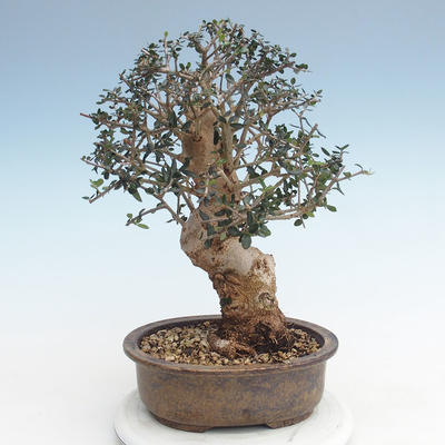 Kryty bonsai - Olea europaea sylvestris -Oliva Europejski mały liść PB220625 - 2