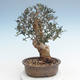 Kryty bonsai - Olea europaea sylvestris -Oliva Europejski mały liść PB220625 - 2/5