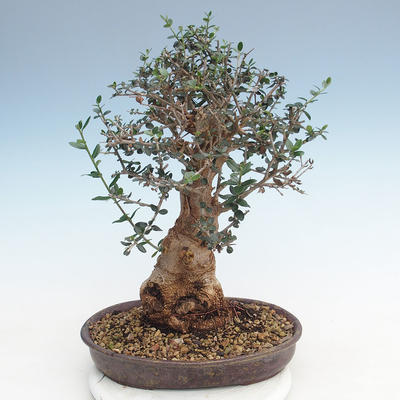 Kryty bonsai - Olea europaea sylvestris -Oliva Europejski mały liść PB220627 - 2