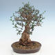 Kryty bonsai - Olea europaea sylvestris -Oliva Europejski mały liść PB220627 - 2/5