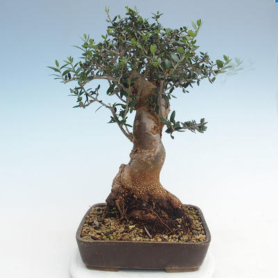 Kryty bonsai - Olea europaea sylvestris -Oliva Europejski mały liść PB220628 - 2