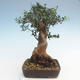 Kryty bonsai - Olea europaea sylvestris -Oliva Europejski mały liść PB220628 - 2/5