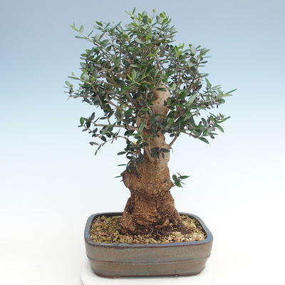 Kryty bonsai - Olea europaea sylvestris -Oliva Europejski mały liść PB220629 - 2