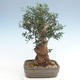 Kryty bonsai - Olea europaea sylvestris -Oliva Europejski mały liść PB220629 - 2/5