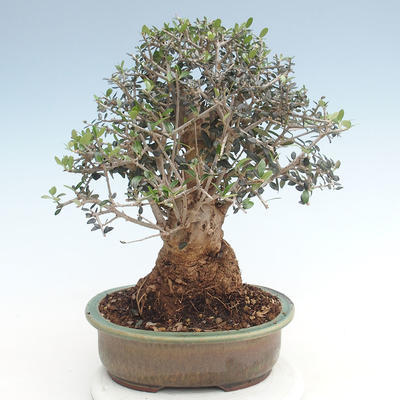 Kryty bonsai - Olea europaea sylvestris -Oliva Europejski mały liść PB220631 - 2
